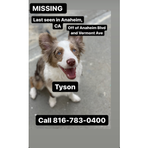 Lost Dog Tyson