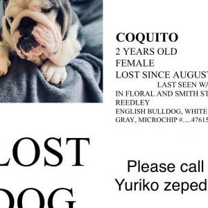 Lost Dog Coquito