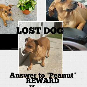 Lost Dog Peanut