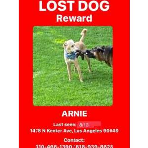 Lost Dog Arnie