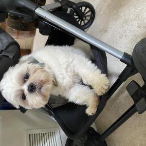 Lost Dog Kobe