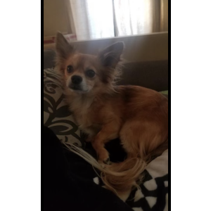 Lost Dog Chester