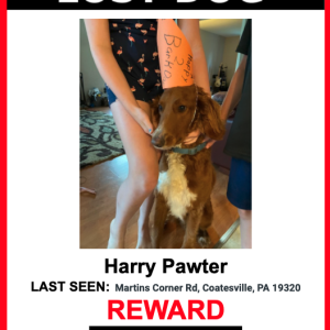 Lost Dog Harry Pawter