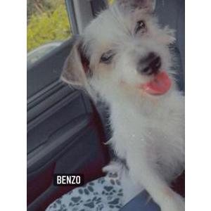 Lost Dog Benzo