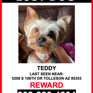 Lost Dog Teddy