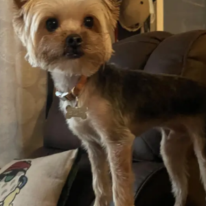 Lost Dog Teddy