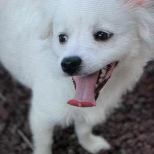 Lost Dogs In Whittier Ca Lost My Doggie