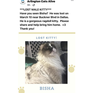 Lost Cat Bisha