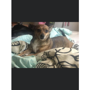 Lost Dog Honey