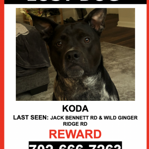 Lost Dog KODA
