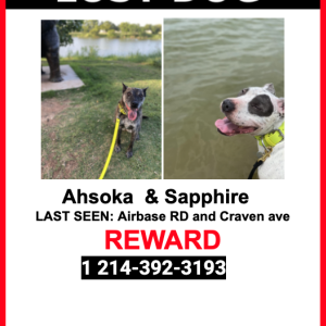 Lost Dog Ahsoka and Sapphire