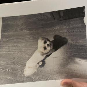 Lost Dog Gizmo
