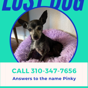 Lost Dog Pinky