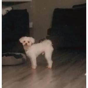 Lost Dog Valentino