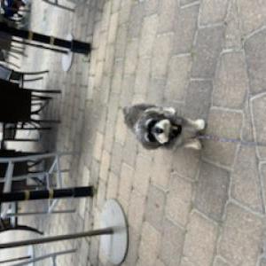 Lost Dog Hamden “Hammy”