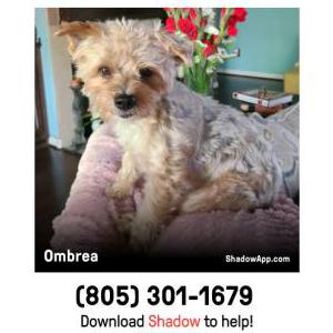 Lost Dog Ombrea