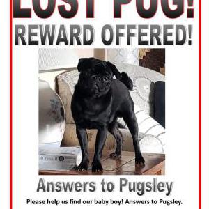Lost Dog Pugsley