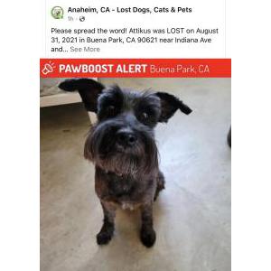 Lost Dog Attikus