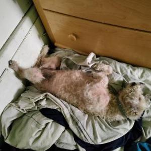 2nd Image of Molly, Lost Dog