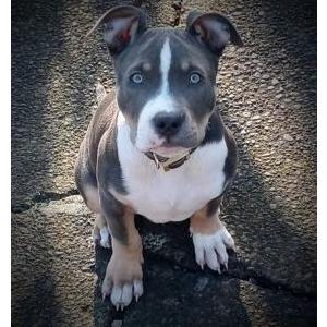 Lost Dog Tank