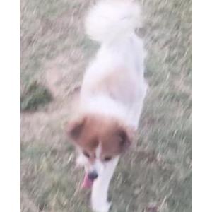 Lost Dog Lacy