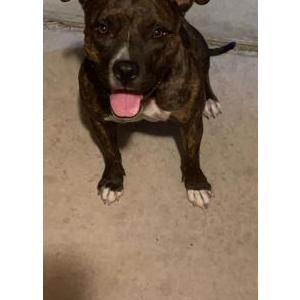 Found Dog Unknown