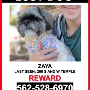 Lost Dog Zaya