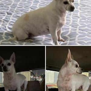 Lost Dog Nana