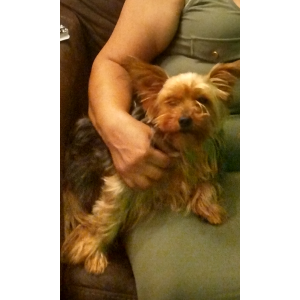 Lost Dog Coco She's a Yorkie