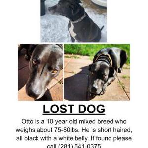 Lost Dog Otto