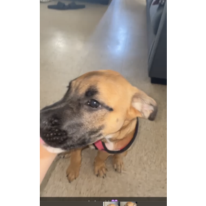 Lost Dog Bella