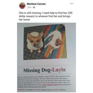 Lost Dog Layla