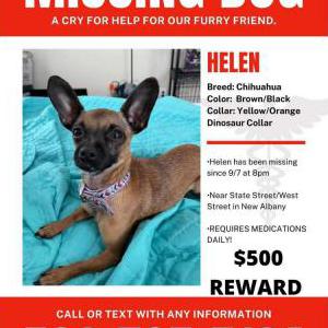 Lost Dog Helen