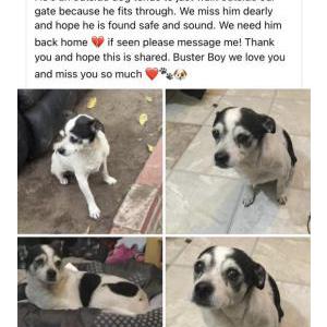 Lost Dog Buster