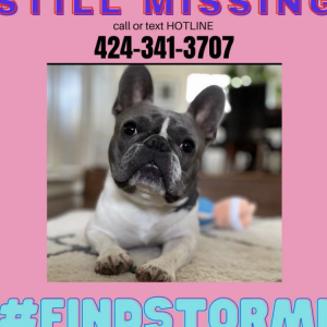 Lost Dog Stormy