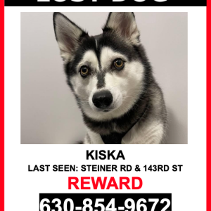 Lost Dog Kiska