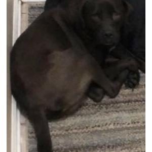 Image of Blakely, Lost Dog
