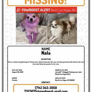 Lost Dog Nala