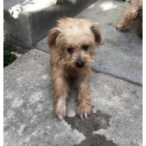 Lost Dog Lilo