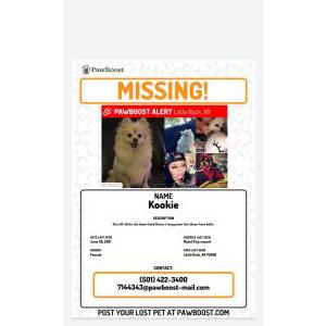 Lost Dog Kookie
