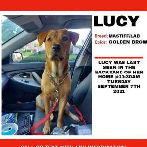 Lost Dog Lucy