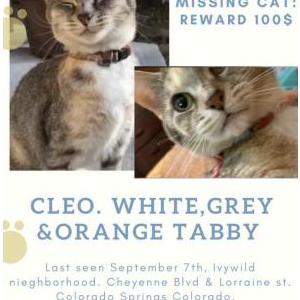 Lost Cat Cleo