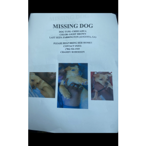 Lost Dog Mimi