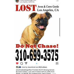 Lost Dog Frankie