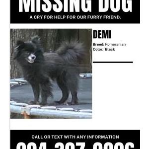 Lost Dog Demi