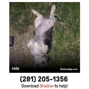 Lost Dog rolo