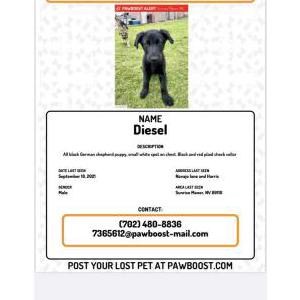 Lost Dog Diesel