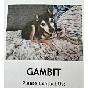 Lost Dog GAMBIT