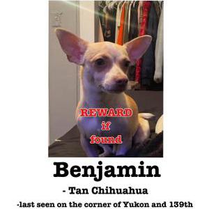 Lost Dog Benjamin