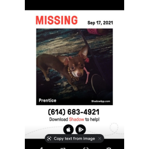 Lost Dog Prentice